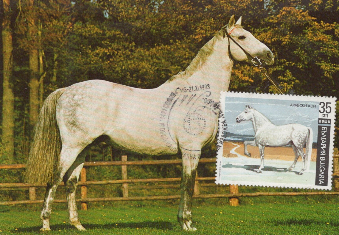 Bulgaria Maxi Card FDC Arabian Horses Zayix Stamps ZAYIX 0125M0173