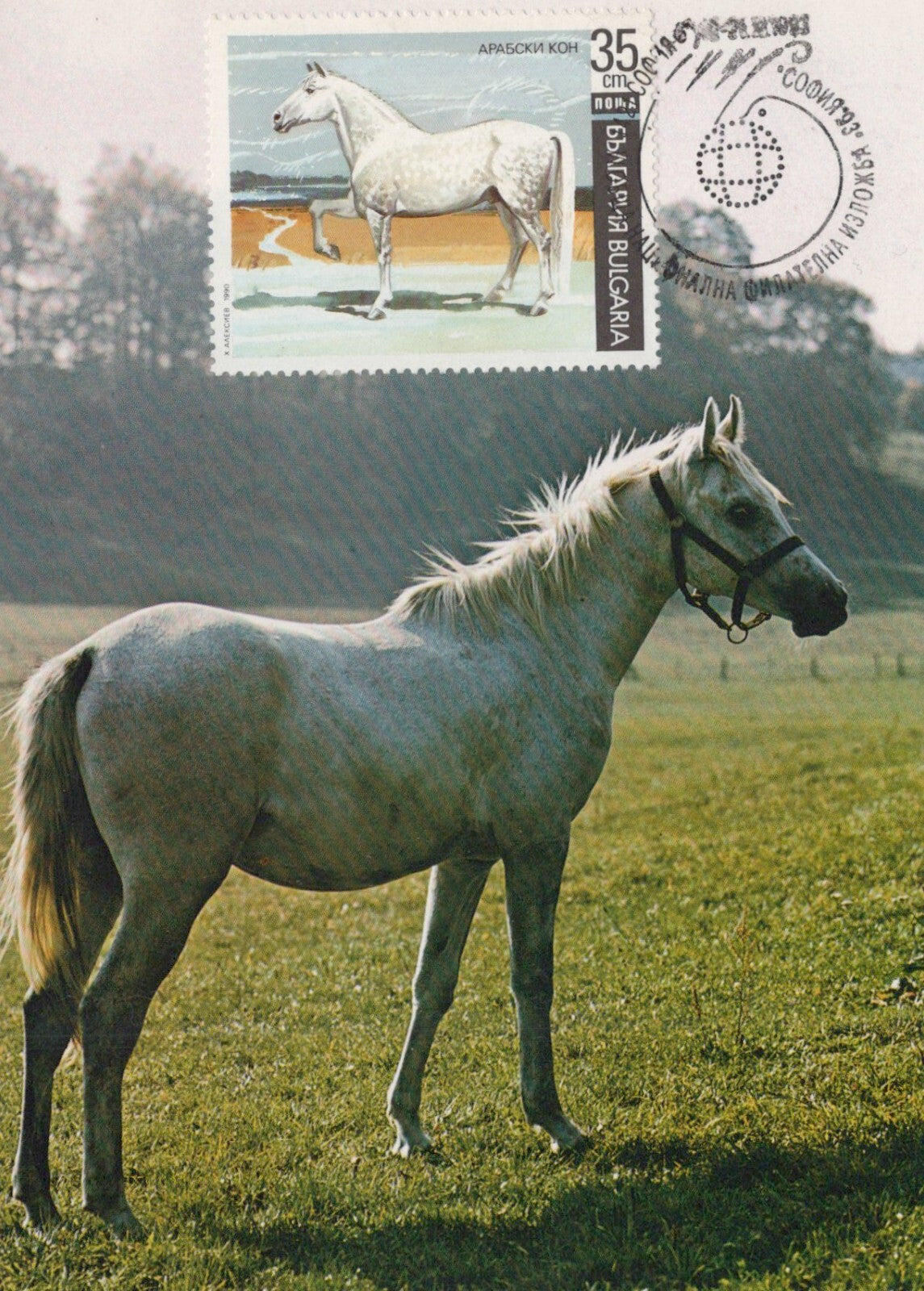 Bulgaria Maxi Card FDC Arabian Horses Zayix Stamps ZAYIX 0125M0173