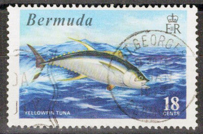 Bermuda 294 Used Yellowfin Tuna Game Fish Marine Life ZAYIX 072622S37M