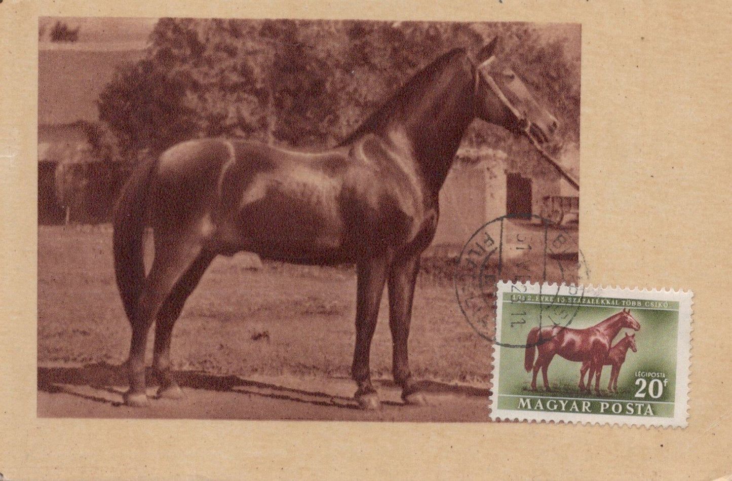 Hungary Maximum Cards FDC Horses Zayix Stamps ZAYIX 0125M0366