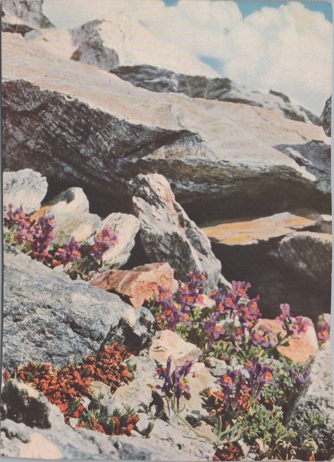 Postcard Alpine Flowers Mountain Landscape Germany Austria