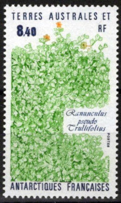 FSAT TAAF 157 MNH Flora Polar Flowers Plants Antarctica ZAYIX FSA-S0119