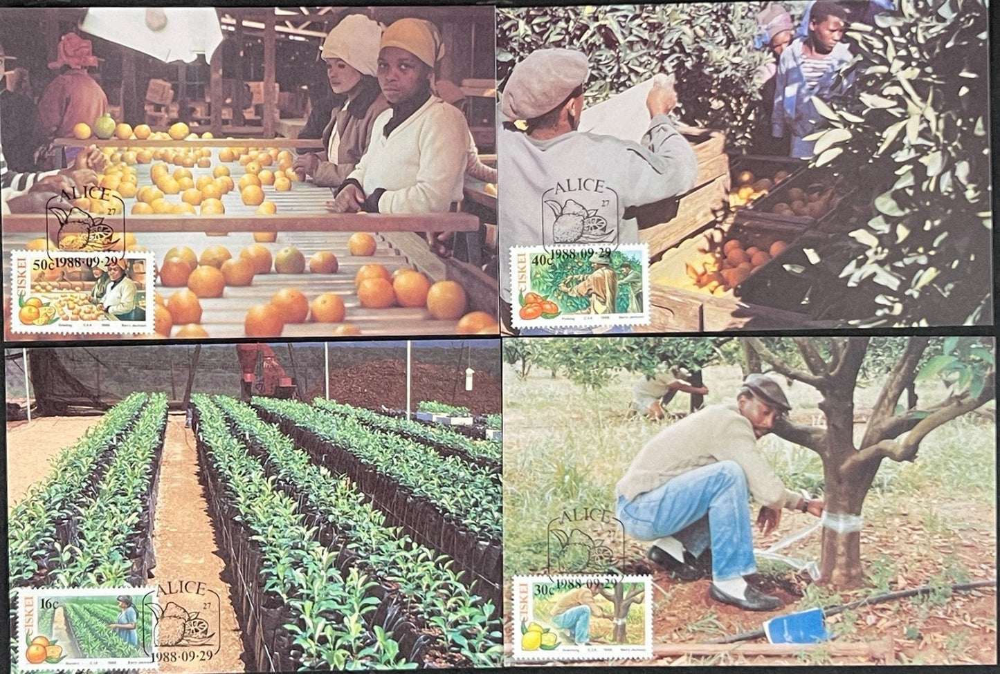 Ciskei First Day Cover Collection Agriculture, Plants, Farming FDC 02 ZAYIX