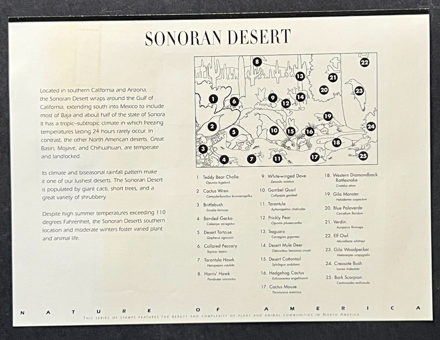 US 3293 Mint Sheet (MNH) Sonoran Desert 33-Cent 1999 ZAYIX