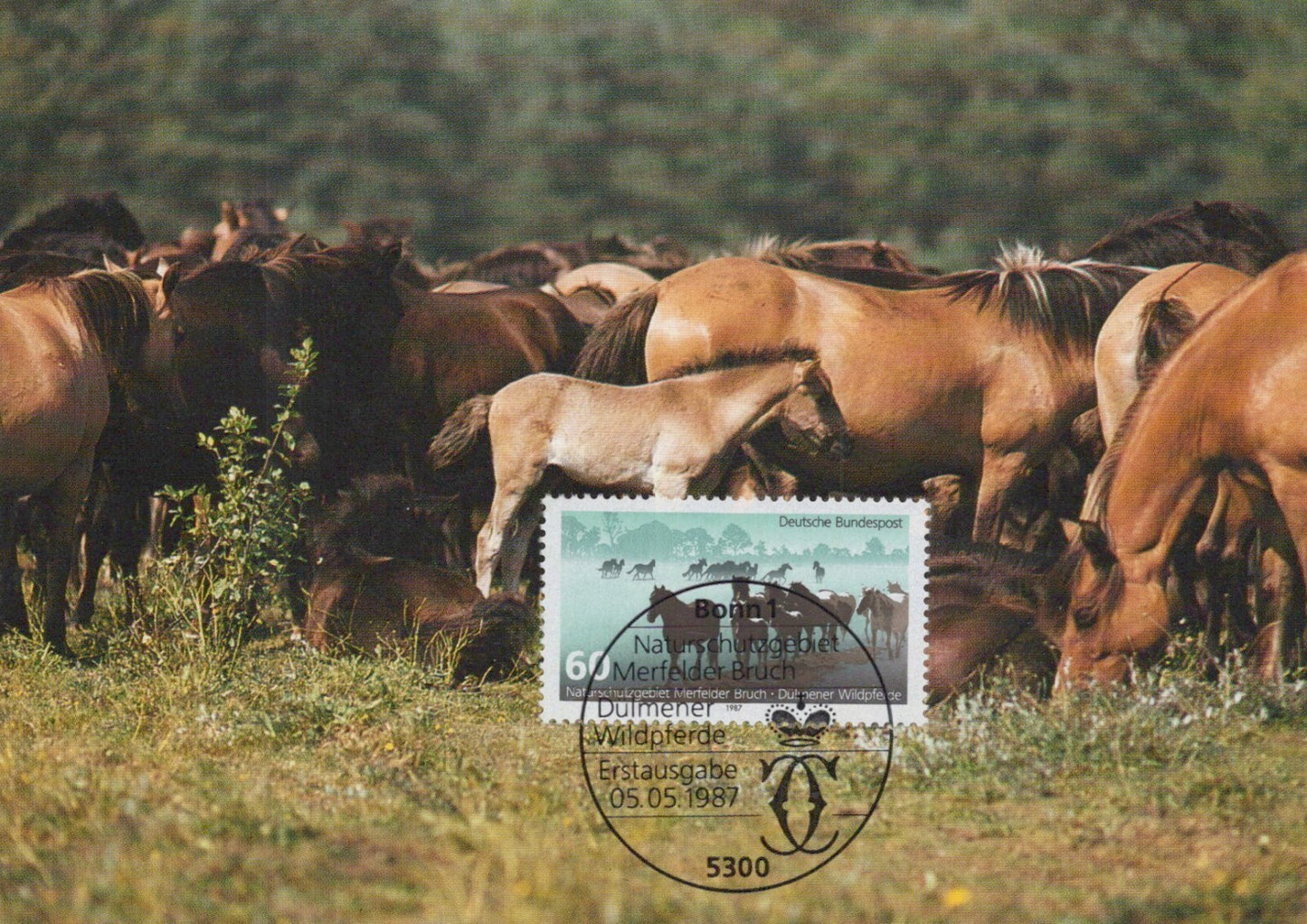 Germany Maxi Card FDC Herds Horses Zayix Stamps ZAYIX 0125M0175