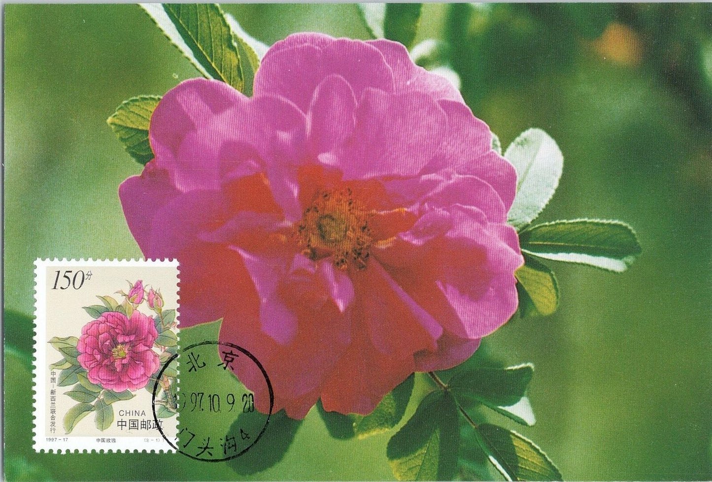 China PRC Mi 2837 FDC Maxicard Joint New Zealand Flower Rose 042522SSM67