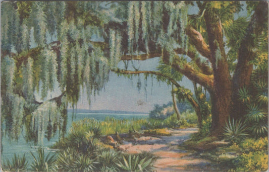 ZAYIX Postcard Florida Moss Laden Oaks 1928 S.H. Kress & Company 090222PC47