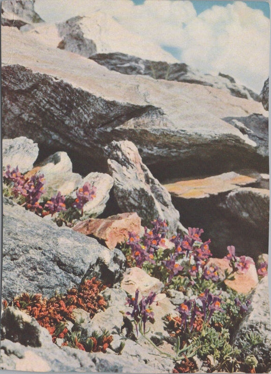 Postcard Alpine Flowers Mountain Landscape Germany Austria