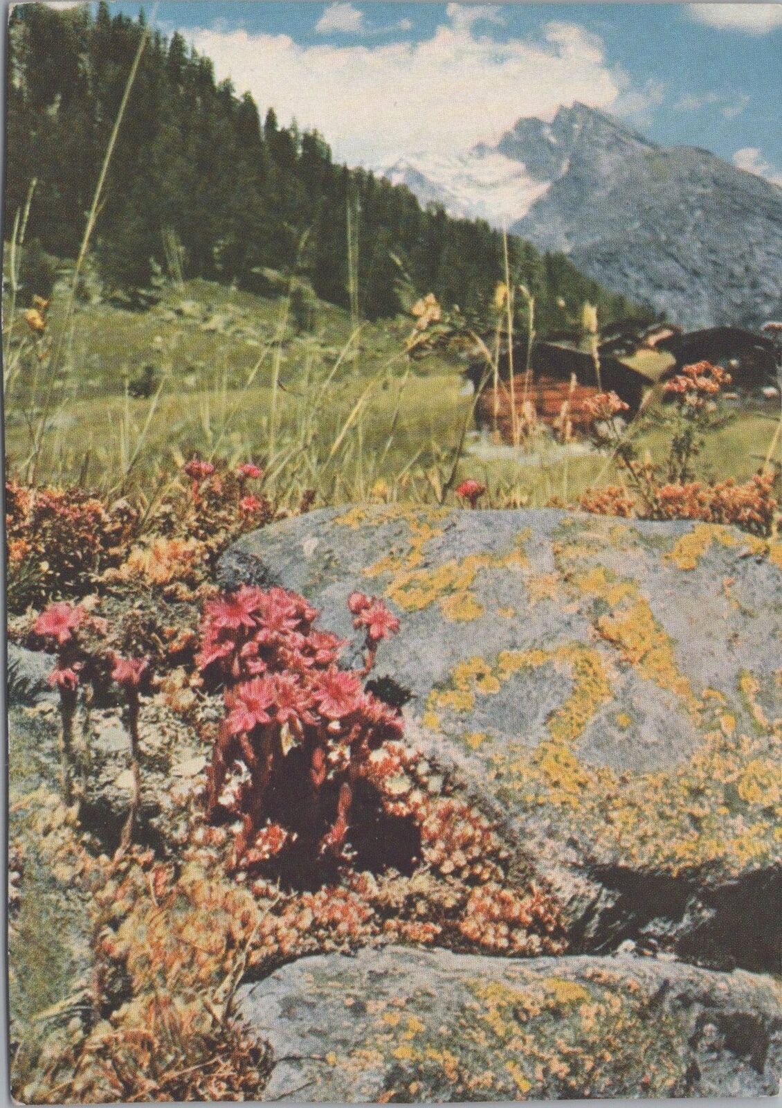 Postcard Alpine Flowers Mountain Landscape Germany Austria