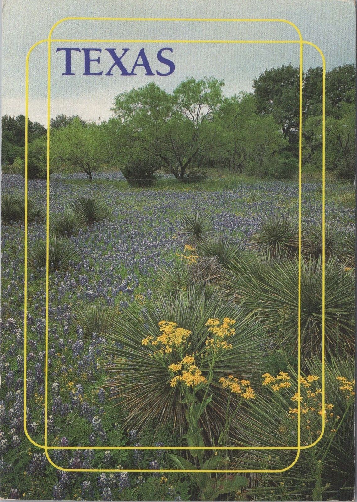 ZAYIX Postcard Cactus and Bluebonnets in Texas Highways Dept. 083022PC74