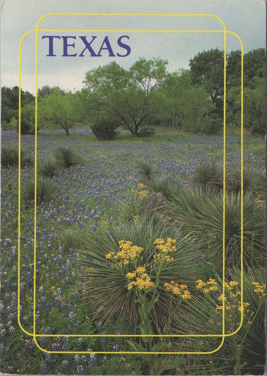 ZAYIX Postcard Cactus and Bluebonnets in Texas Highways Dept. 083022PC74