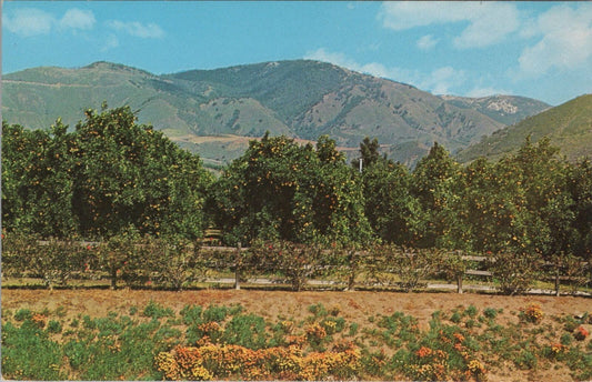 ZAYIX Postcard Wildflowers & Oranges Snow Mountains California 083022PC03