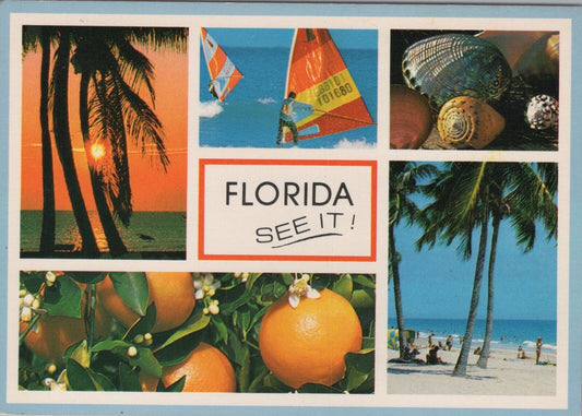 ZAYIX Postcard Fabulous Florida See It! Palm Tree Orange Seashell 102022PC39