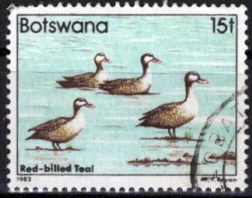 Botswana 312 Used Birds Red Billed Teals Wildlife Nature 062723S99