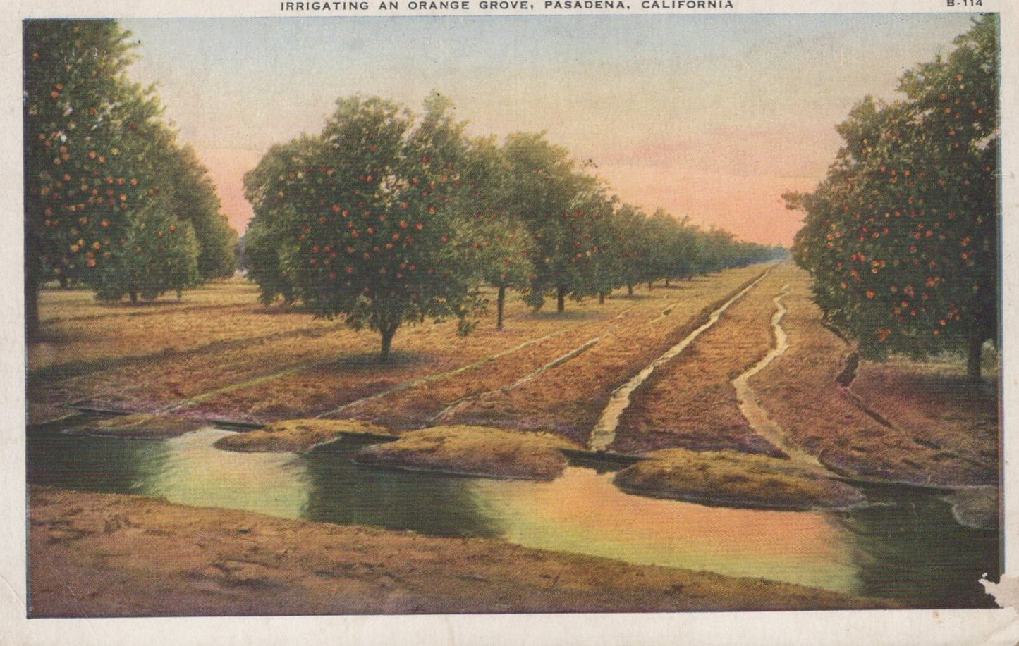 ZAYIX US Postcard Irrigating an Orange Grove, Pasadena, California 0324M0362