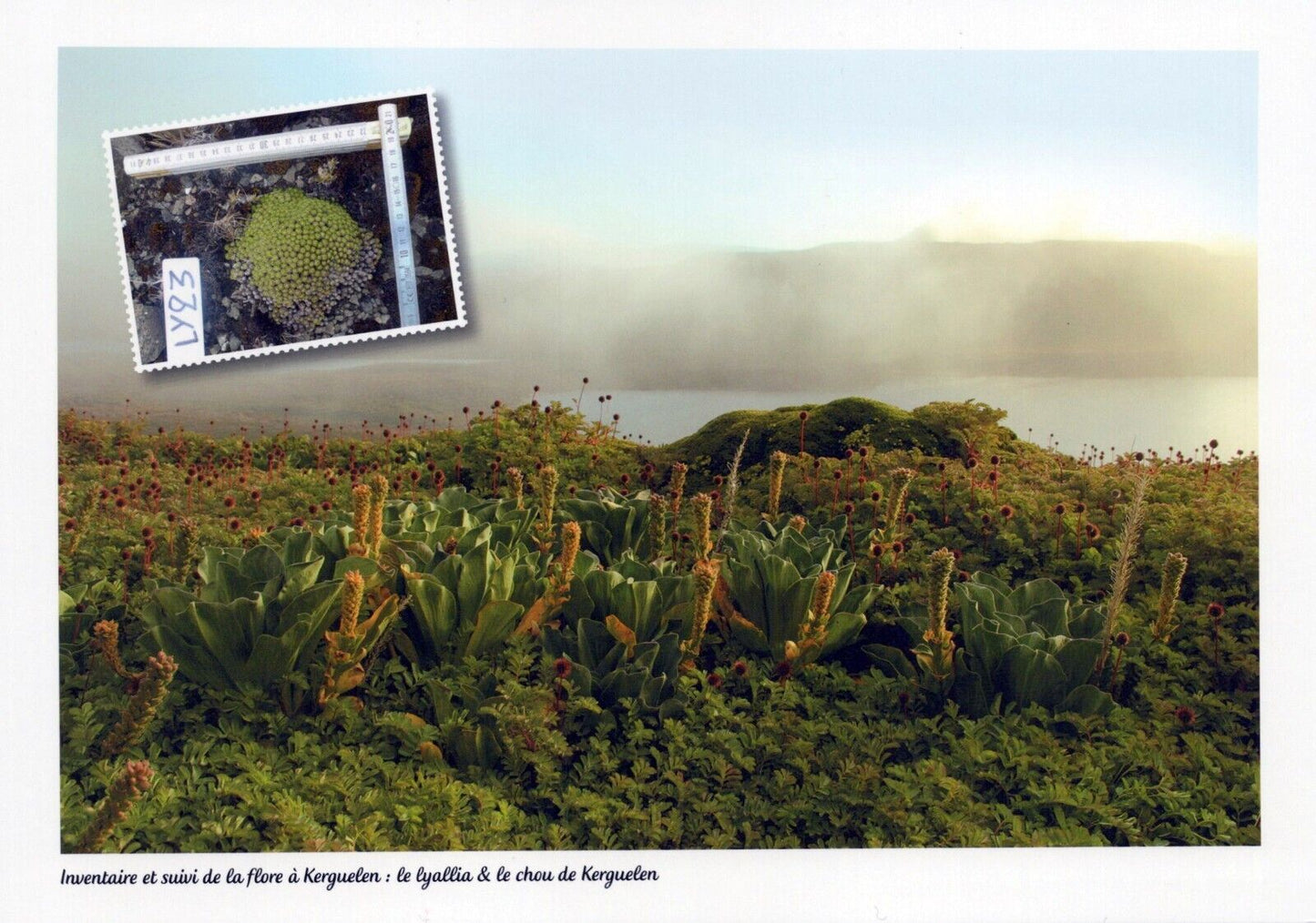 FSAT TAAF 573C MNH Postcards and Covers from 1999 Voyage Booklet ZAYIX FSA-L0031