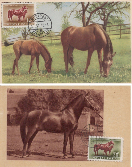 Hungary Maximum Cards FDC Horses Zayix Stamps ZAYIX 0125M0366