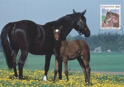 Switzerland Maximum Card FDC Horse & Colt Zayix Stamps ZAYIX 0125M0379