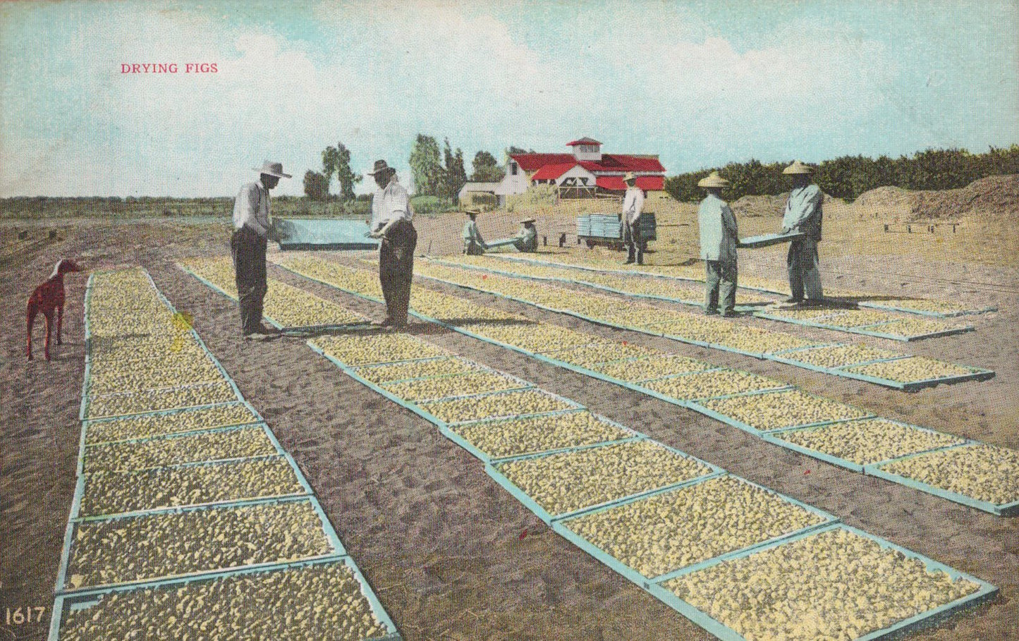 Postcard Collection