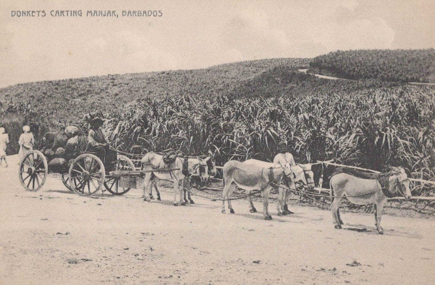 Postcard Collection