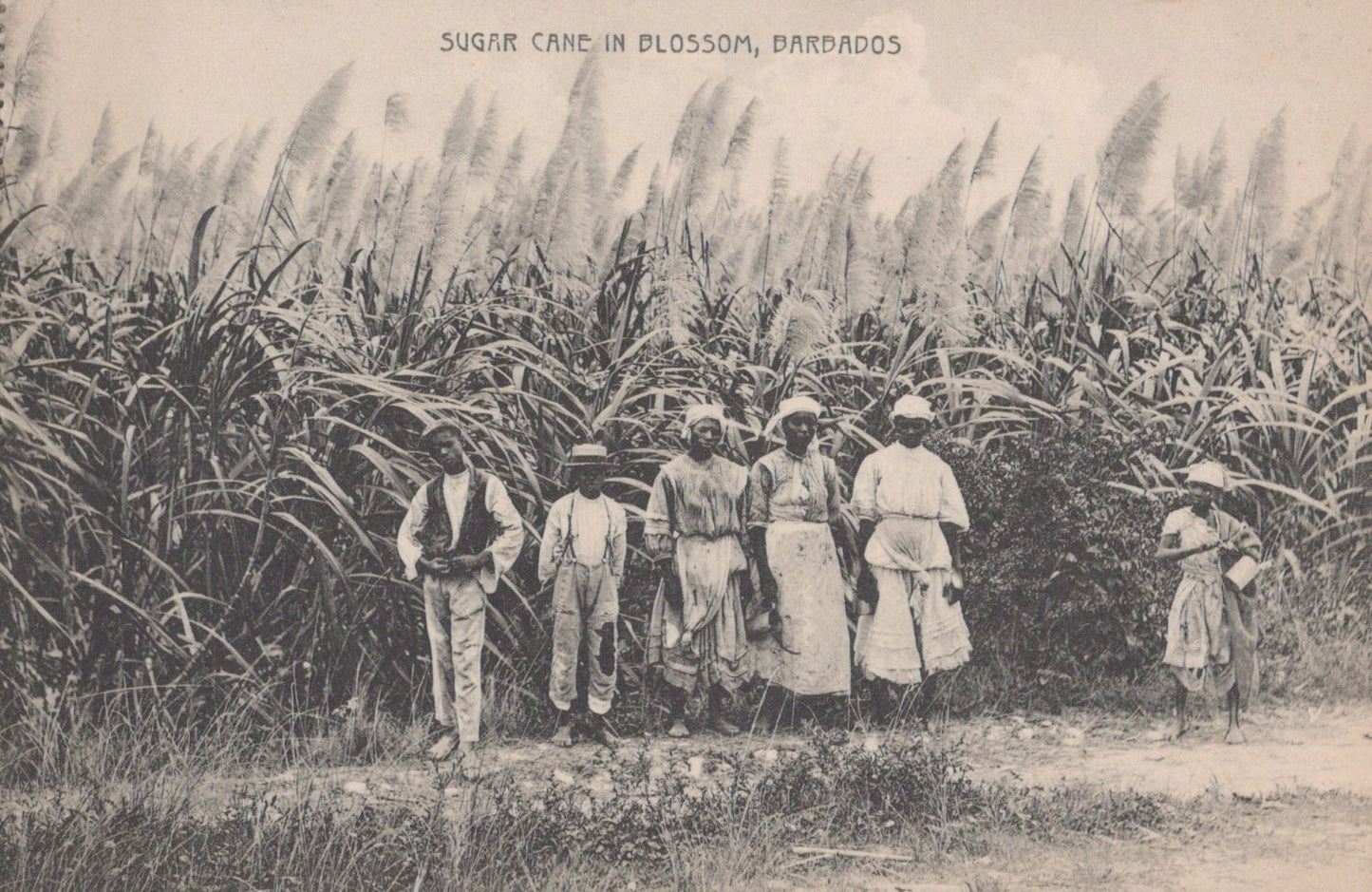 Postcard Collection